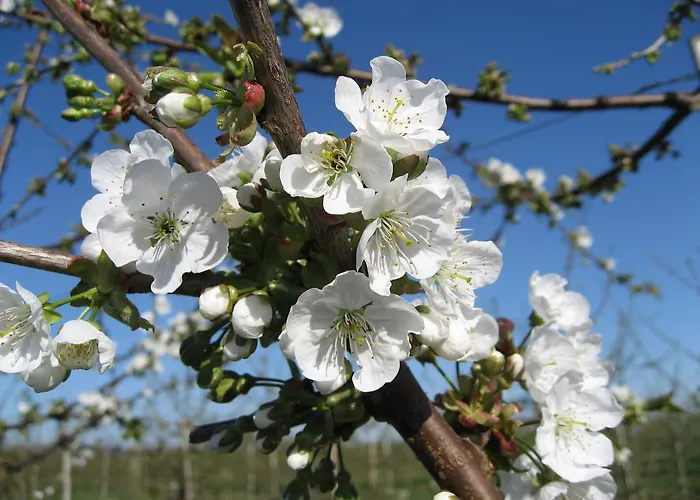 Lägenhet Am Luehedeich Jork